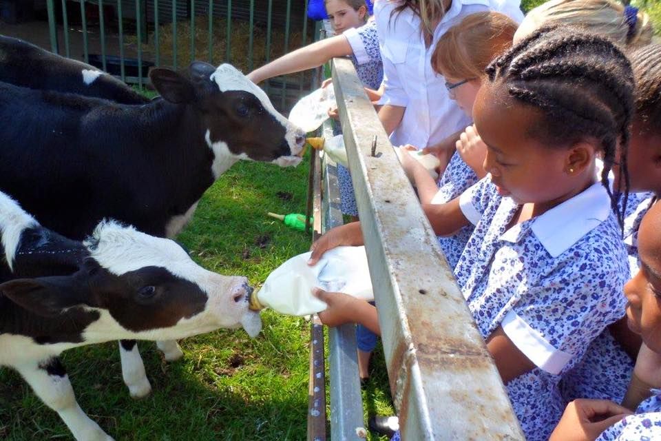 Grade 4 dairy