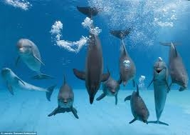dolphin-family