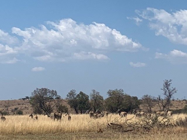 The day before the first rains, eland waiting patiently