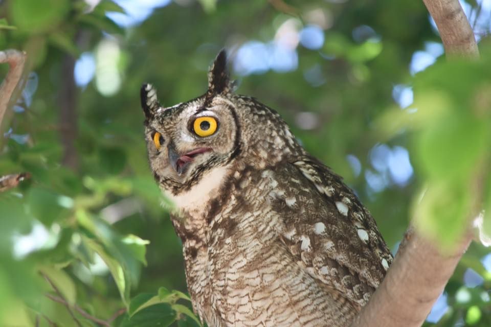 Owl 5