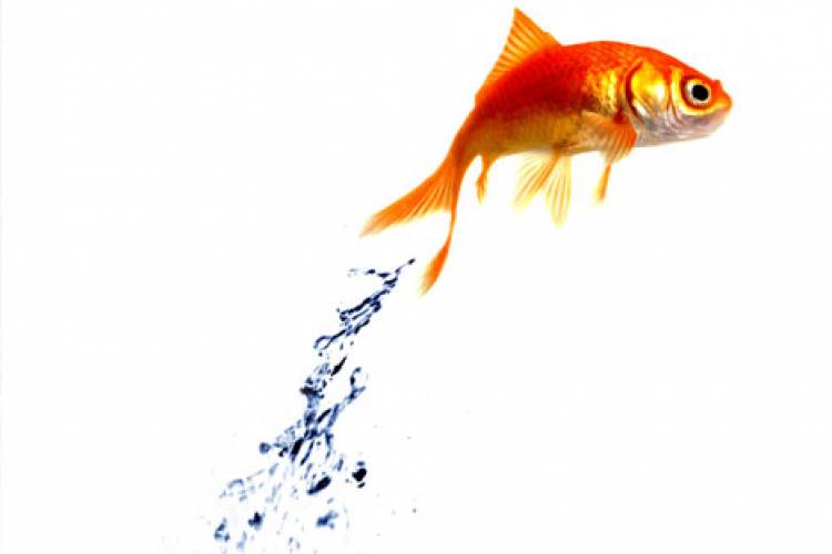 fish_1