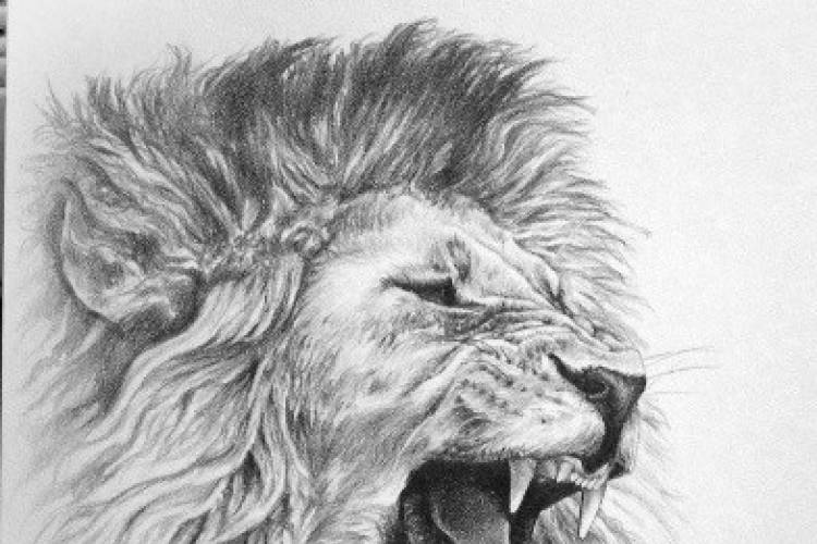 lion