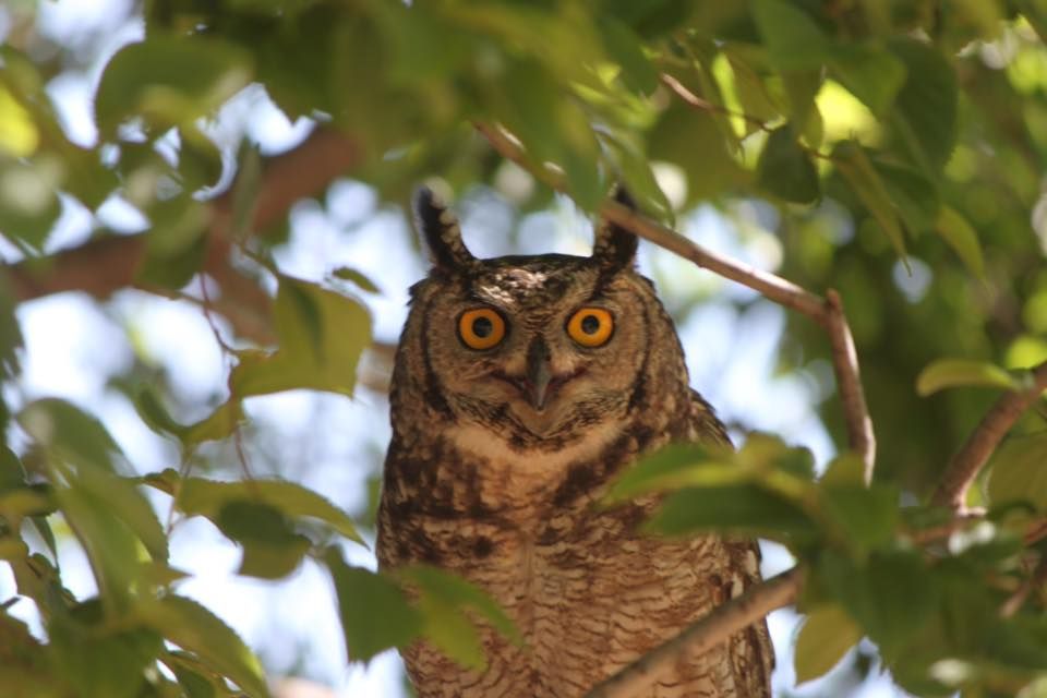 Owl 1