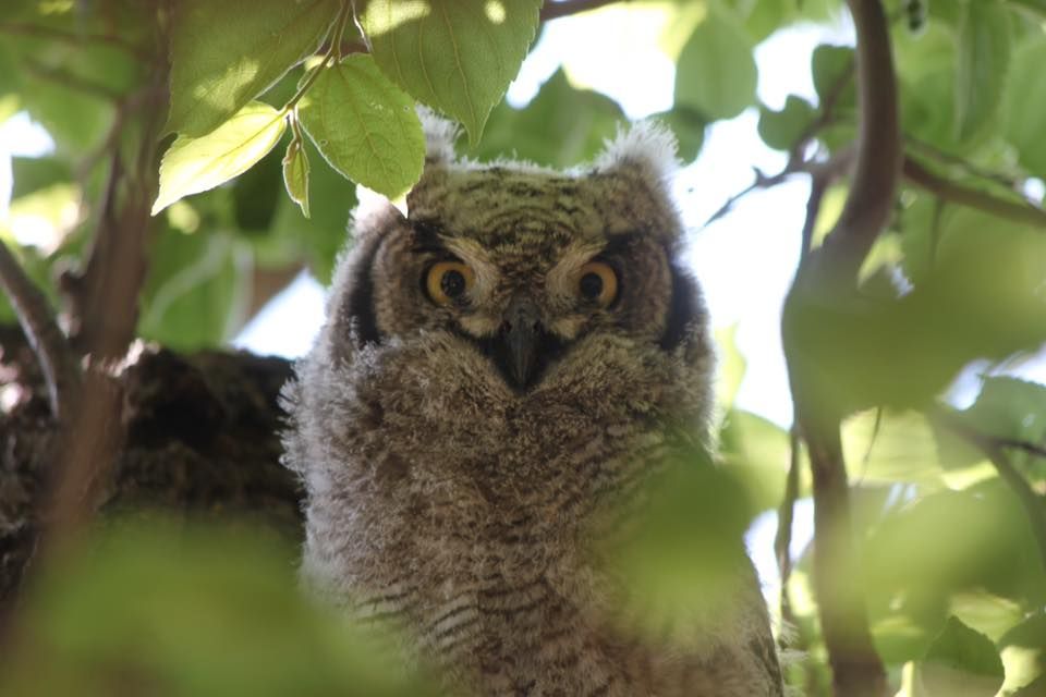 Owl 2