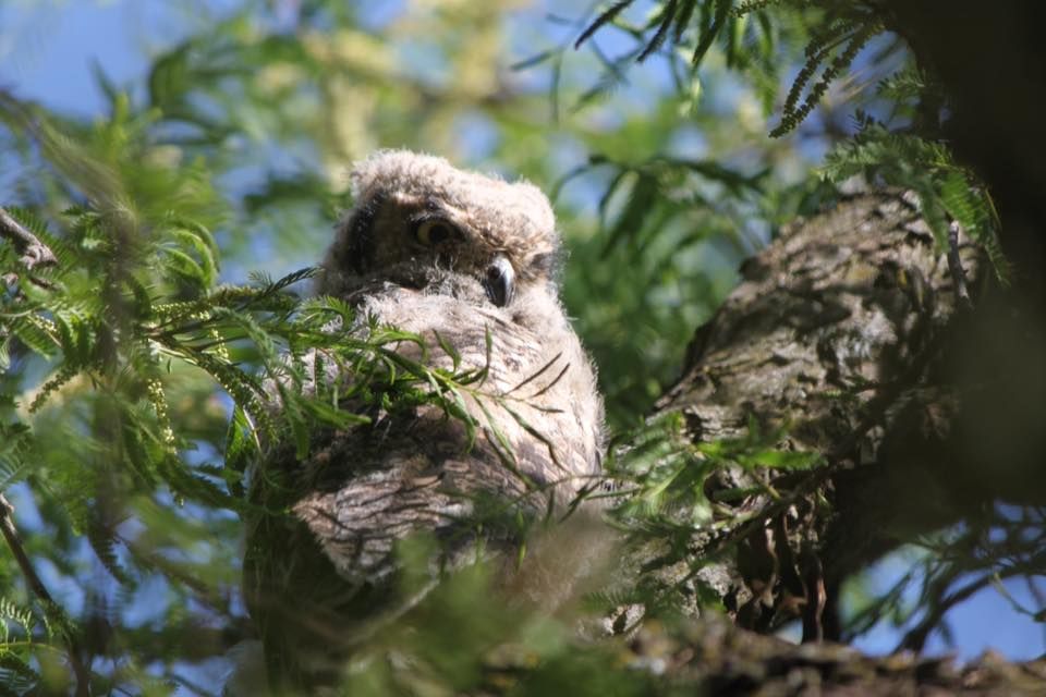 Owl 3