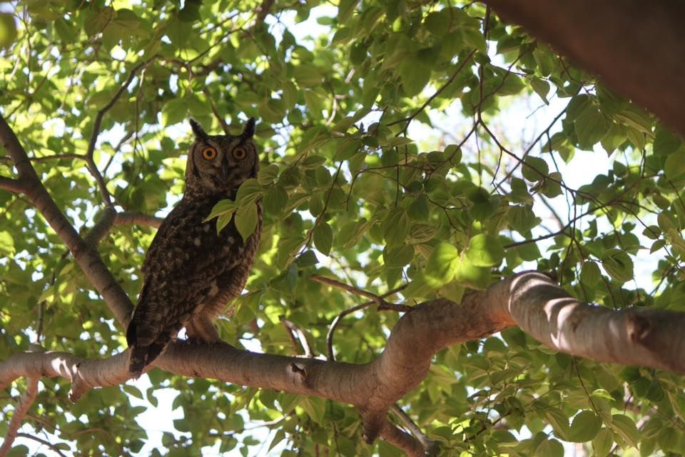 Owl 4