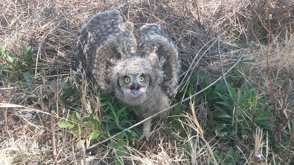 Owl 6