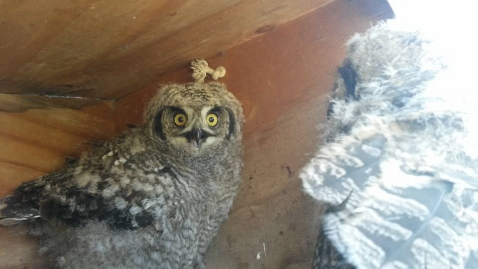 Owl 7