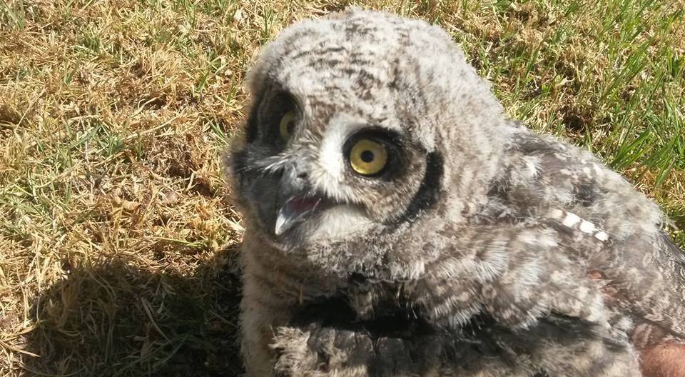 Owl 8