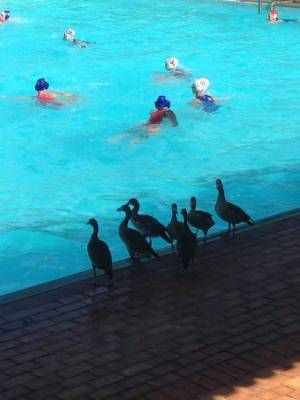 Waterpolo-bench