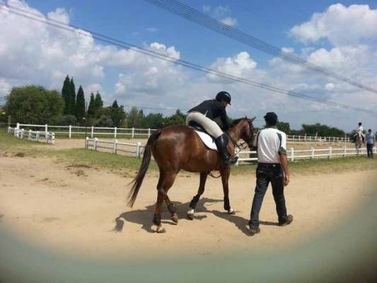 Equestrian-3