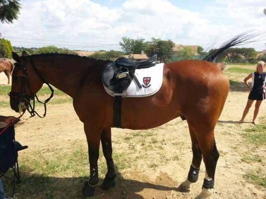Equestrian-5