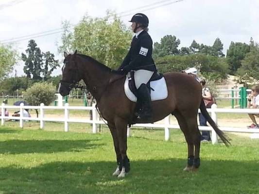 Equestrian
