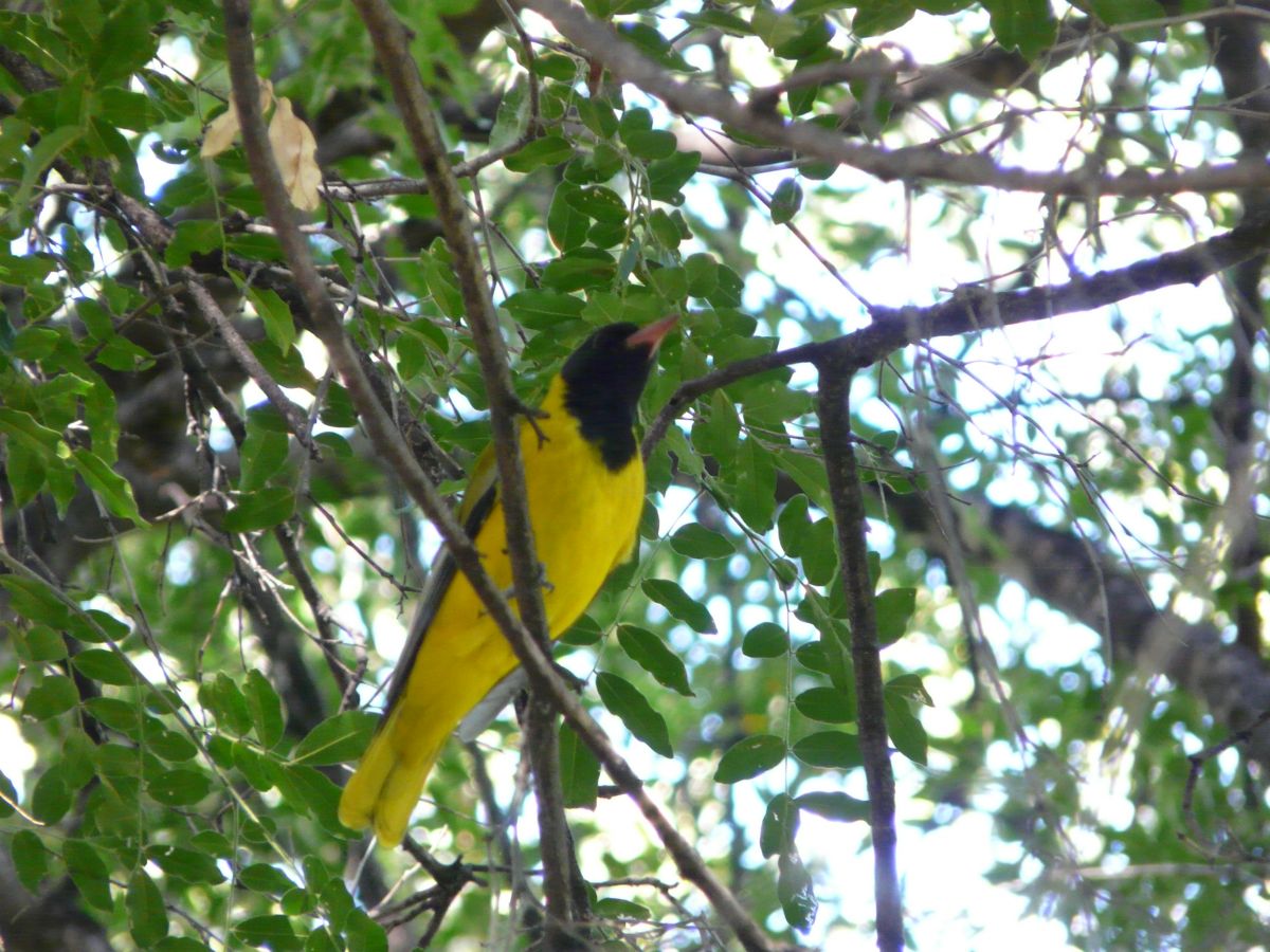 P1090023