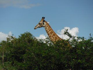 Dscf2706