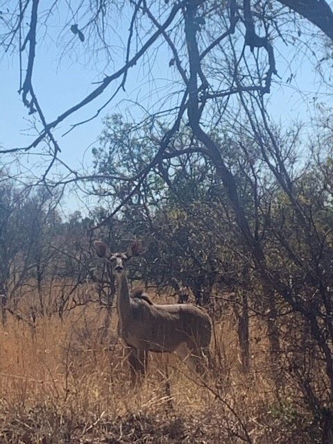 Female kudu in the waterberg