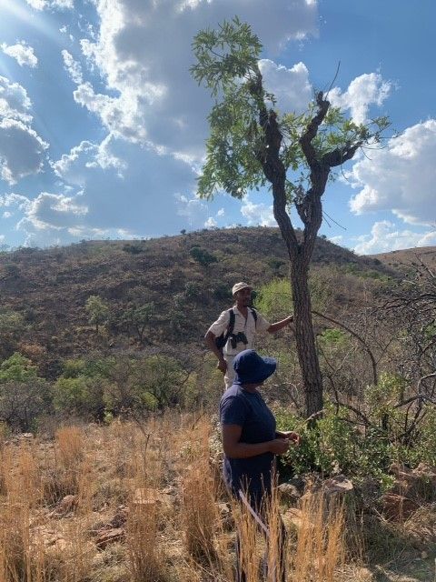 Our wise guide, mpho, informing us that there is more to a cabbage tree than meets the eye