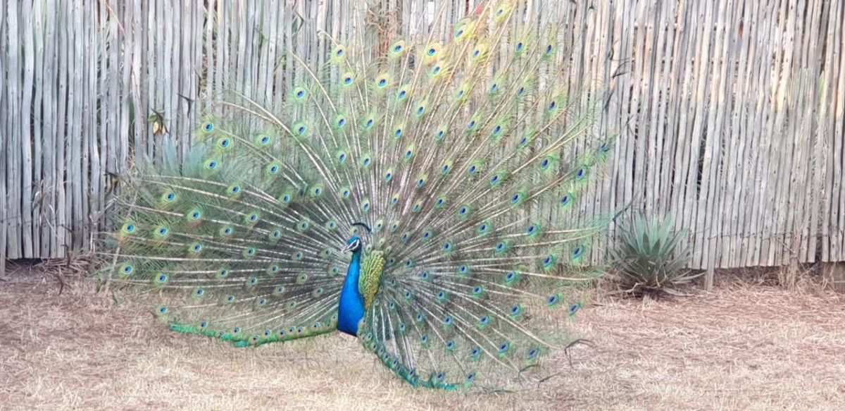 Peacock