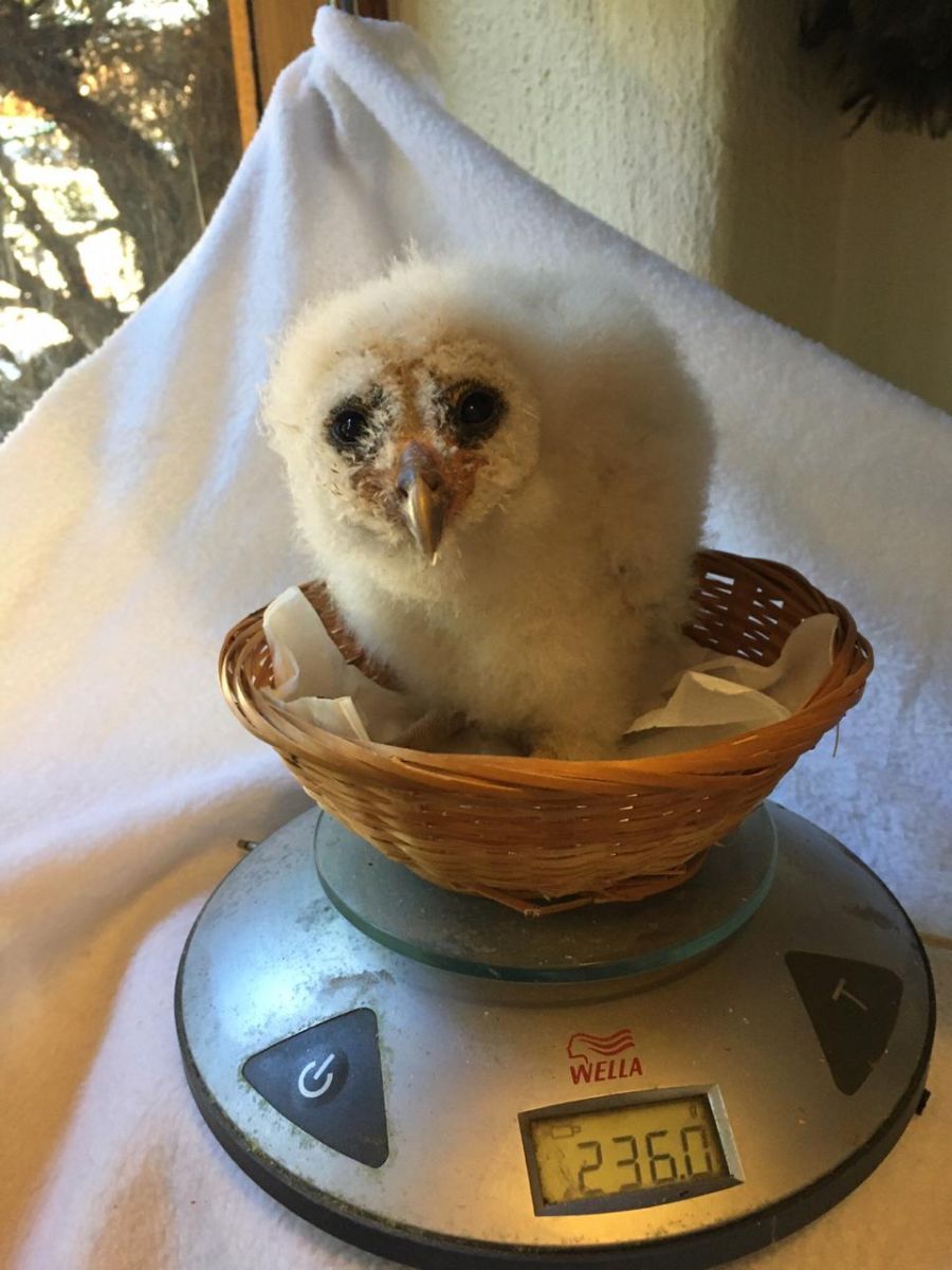 Weighing