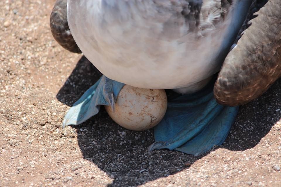 Galapagos 1
