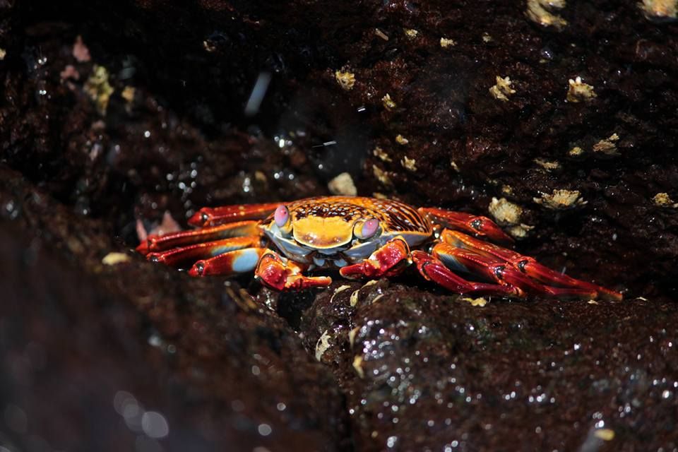 Galapagos crab