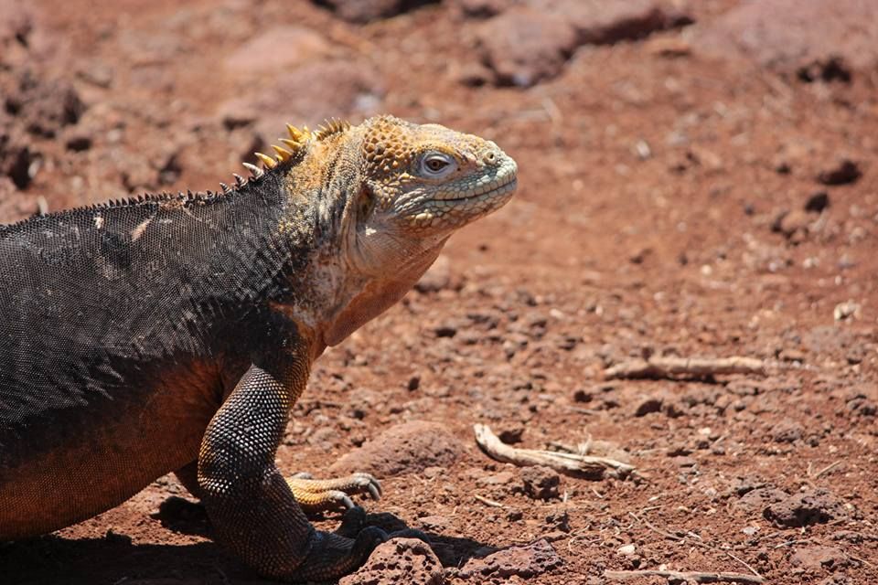 Galapagos iguana