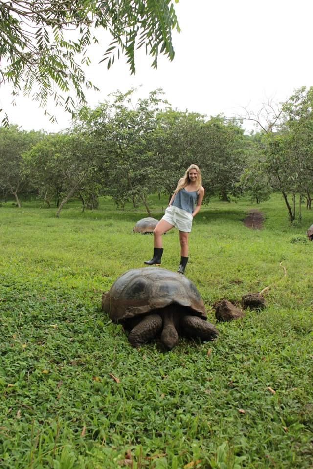 Galapagos tortoise