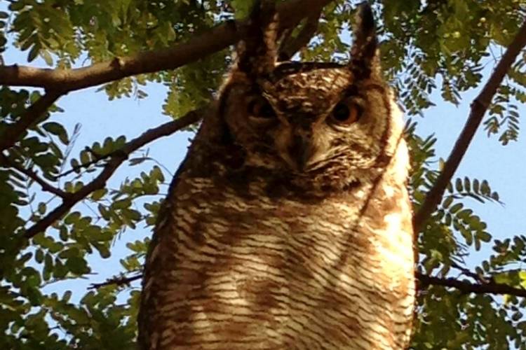 spotte_eagle_owl