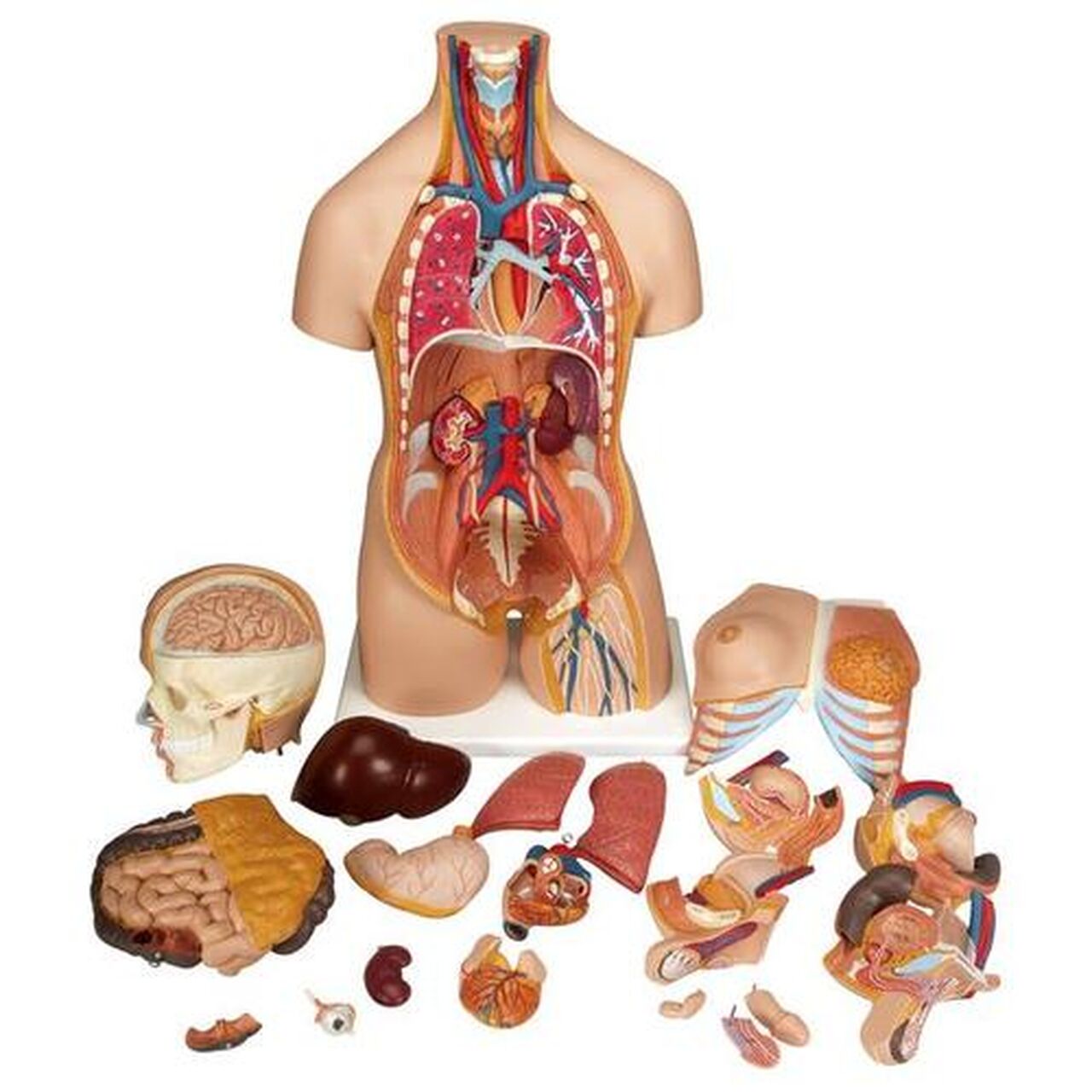 Live Wire Deluxe Dual Gender Torso