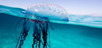 jellyfish