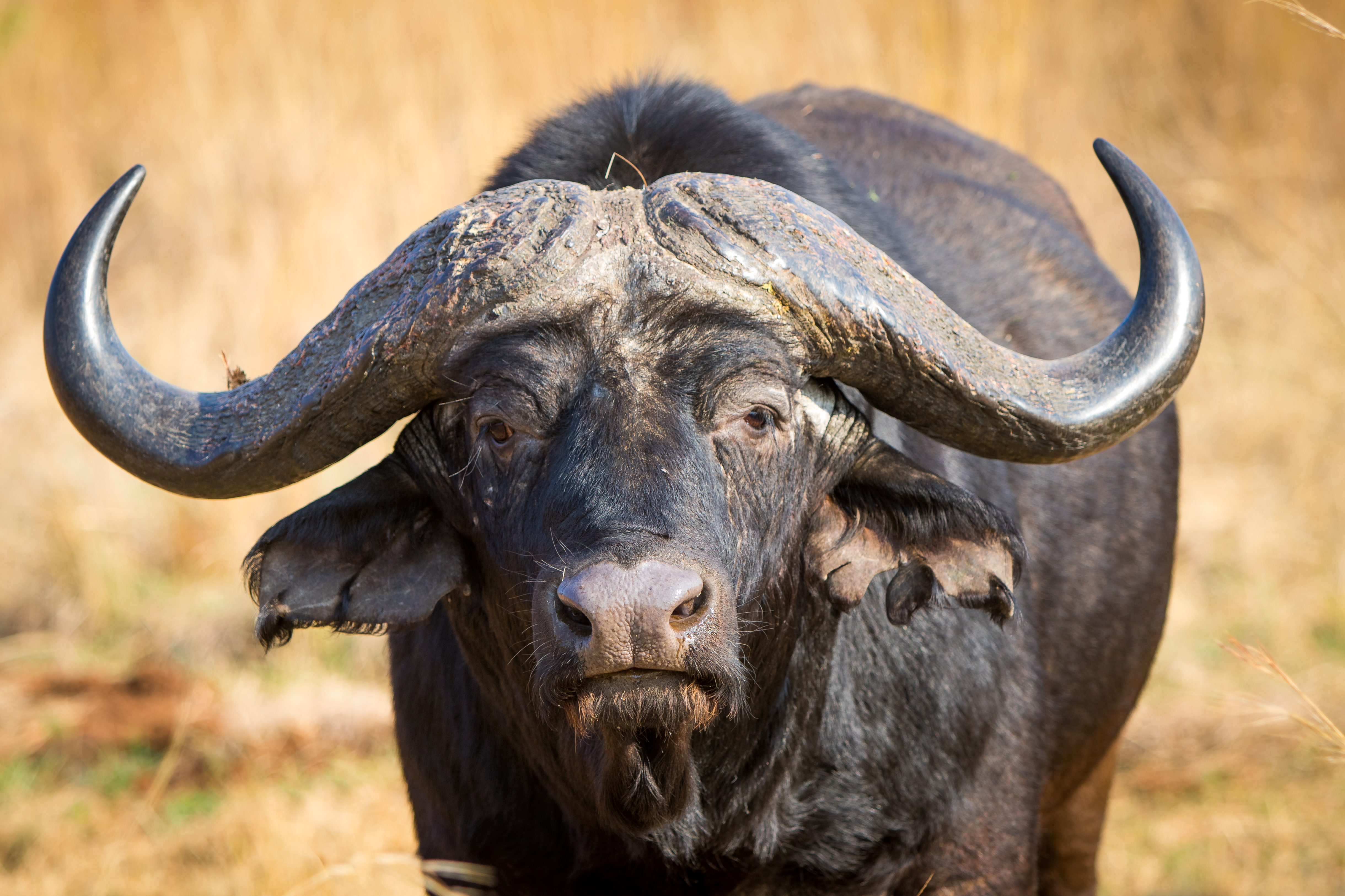 Buffalo