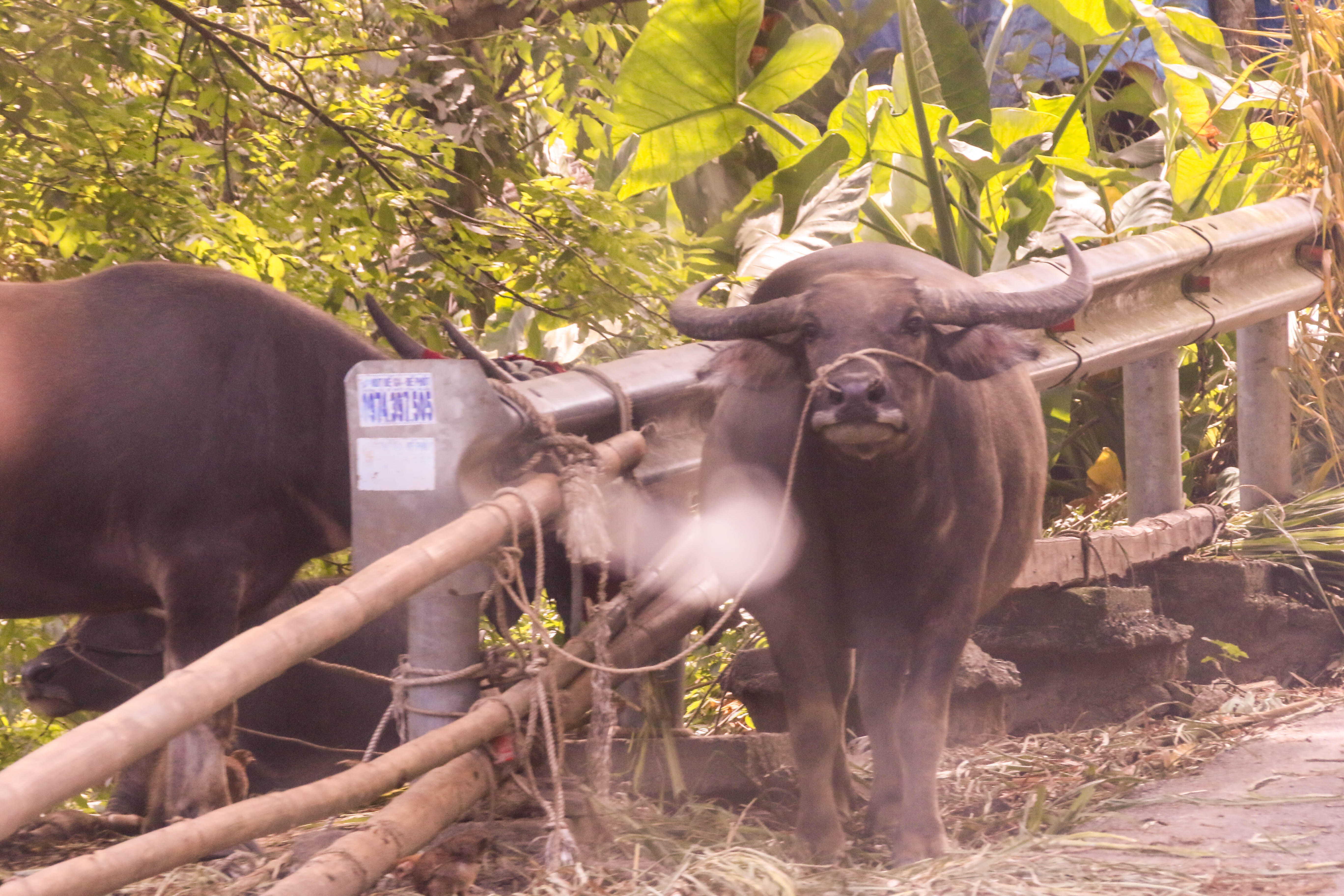 HANOI CITY 174