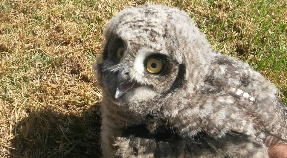 Owl 8