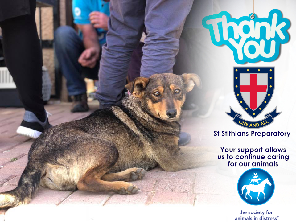 The society for animals in distress st stithians preparatory thank you poster 311018