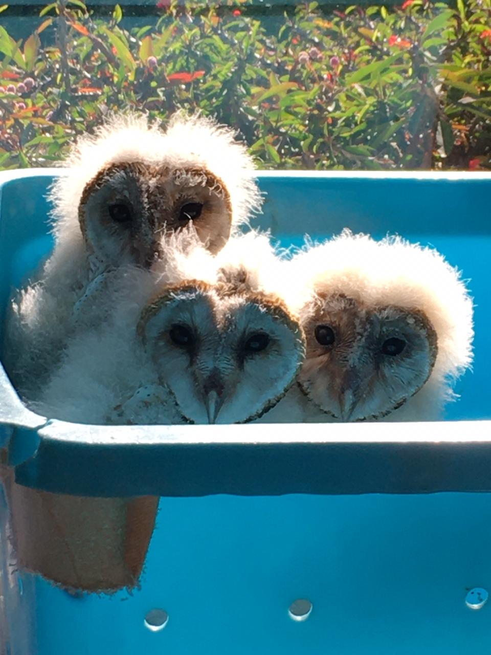 Three in a bucket