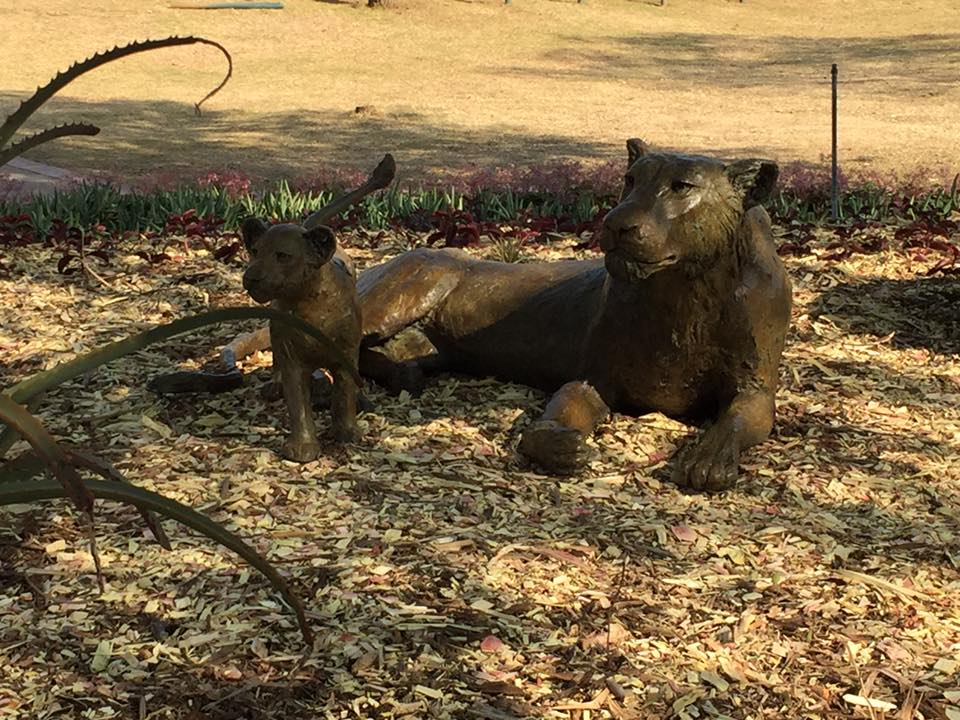 lion_1