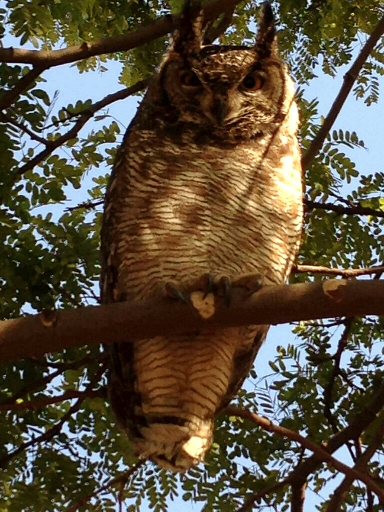 spotte_eagle_owl