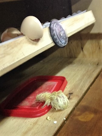 Grade_4_Chick